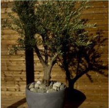 Bardage LignAlpes Sapin thermo-traité