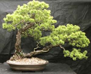 Culture de bonsai                                